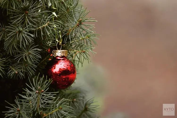 Lever oude kerstboom in en ontvang geld