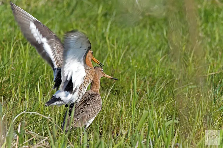 Onderzoek naar de weidevogelstand; predatie en vegetatie doen ertoe