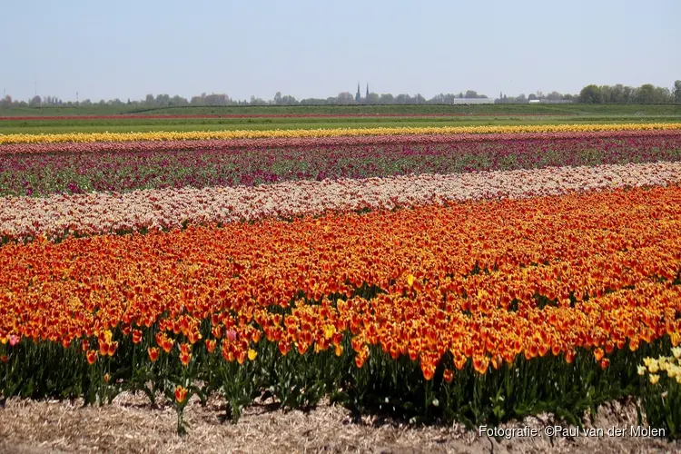 Oppervlakte bloembollen sinds 2013 met ruim een vijfde toegenomen